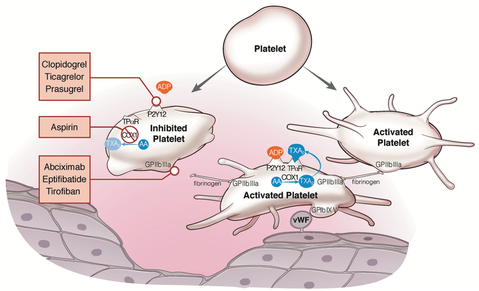 不同抗血小板药物作用机制图