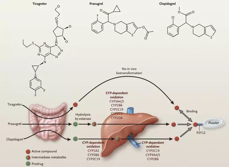 氯吡格雷(clopidogrel)和替格瑞洛(ticagrelor)的体内转化过程