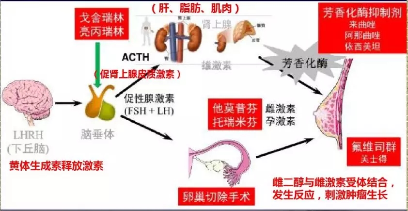 内分泌药物作用机制简图