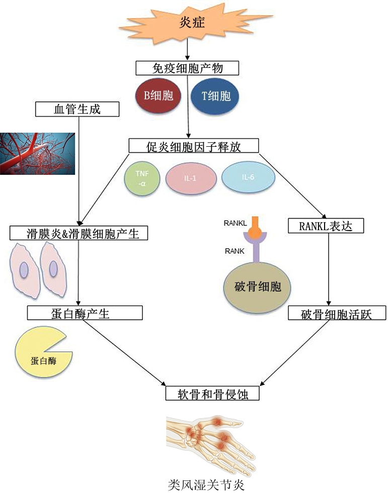 类风湿性关节炎的营养干预——植物性饮食可改善症状